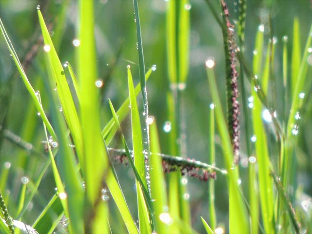 雨上がりの草露